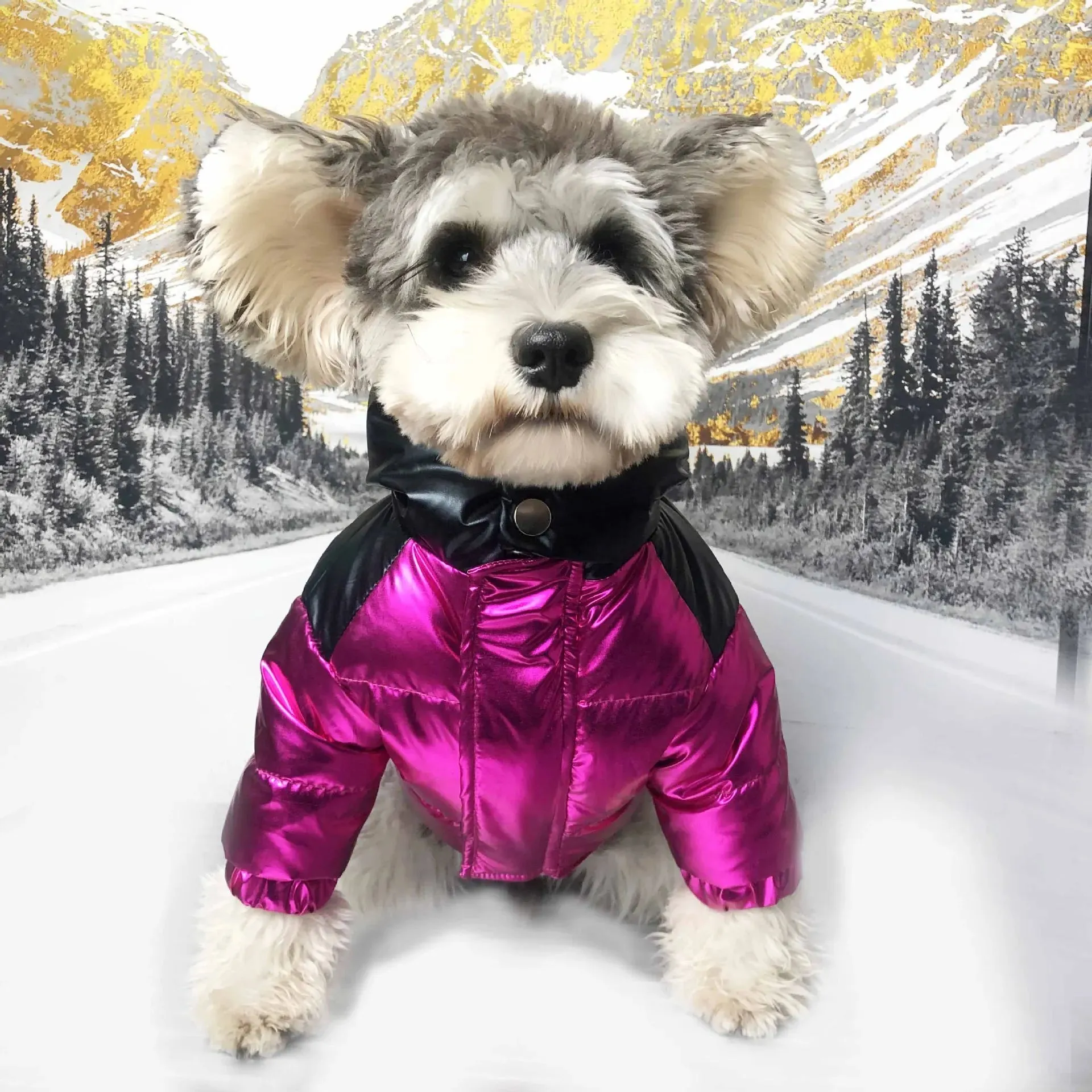 Chic Canine Couture: Luxury Designer Pet Dog Clothes - Winter Padded Warm Down Jacket for Small and Medium-sized Dogs, A Fashion Statement for Your Stylish Pup